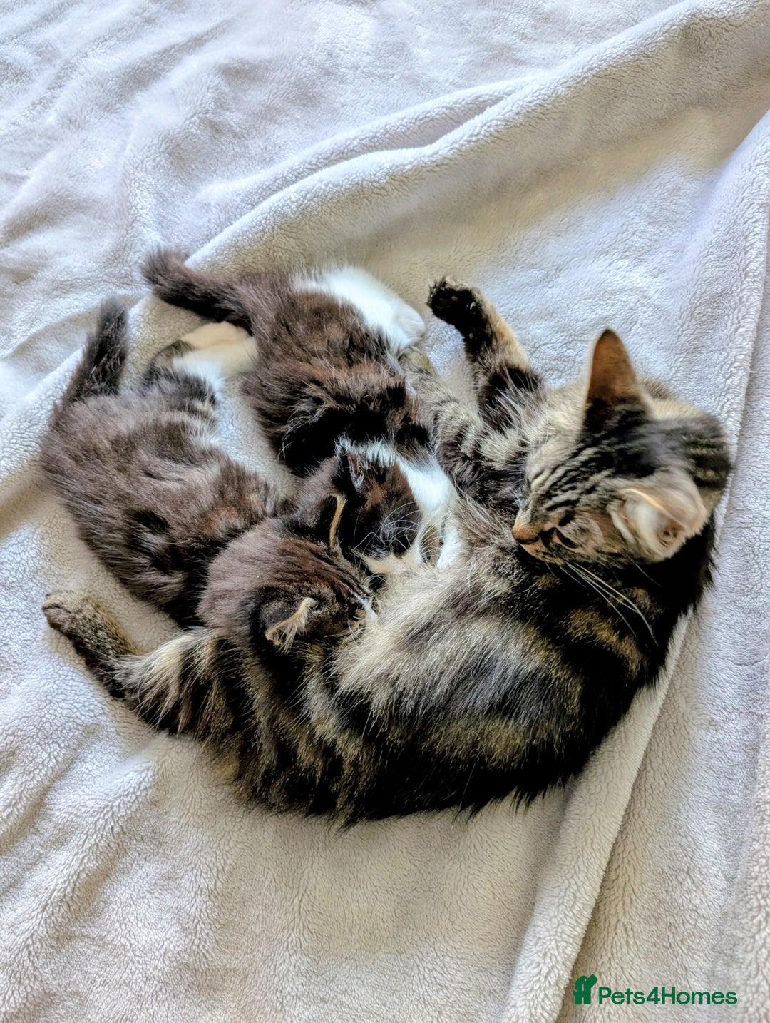 Siberian cats for sale: Siberian crossed kittens  - Advert 8