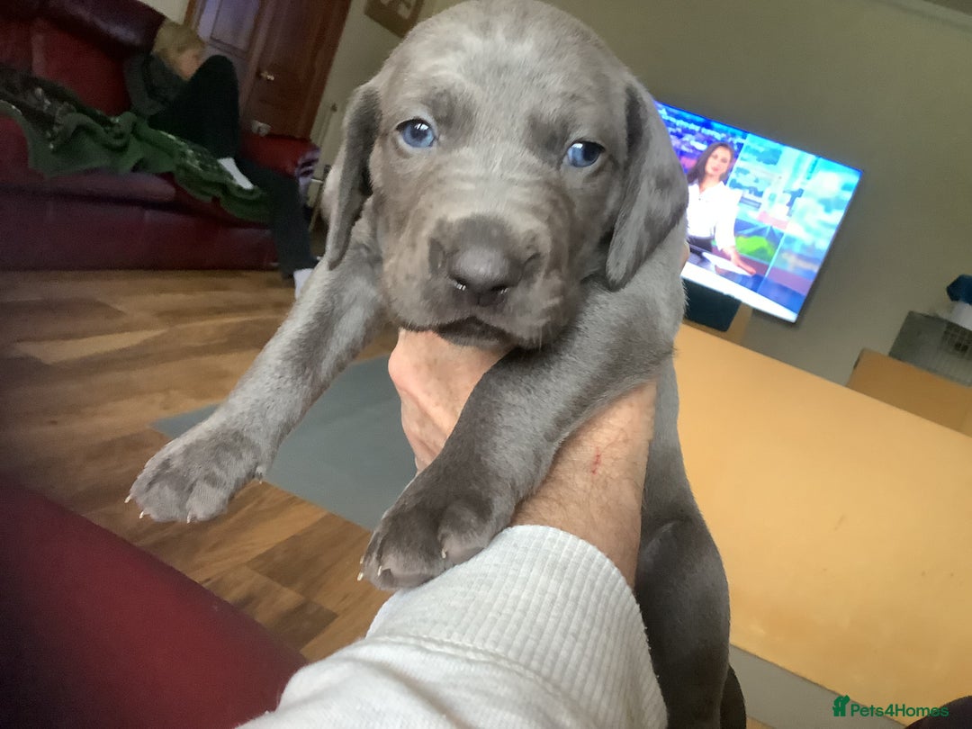 Mixed Breed dogs for sale: Great Weimar puppies  - Image 5