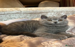 British Shorthair cats for sale: GORGEOUS BSH Kittens - Image 12