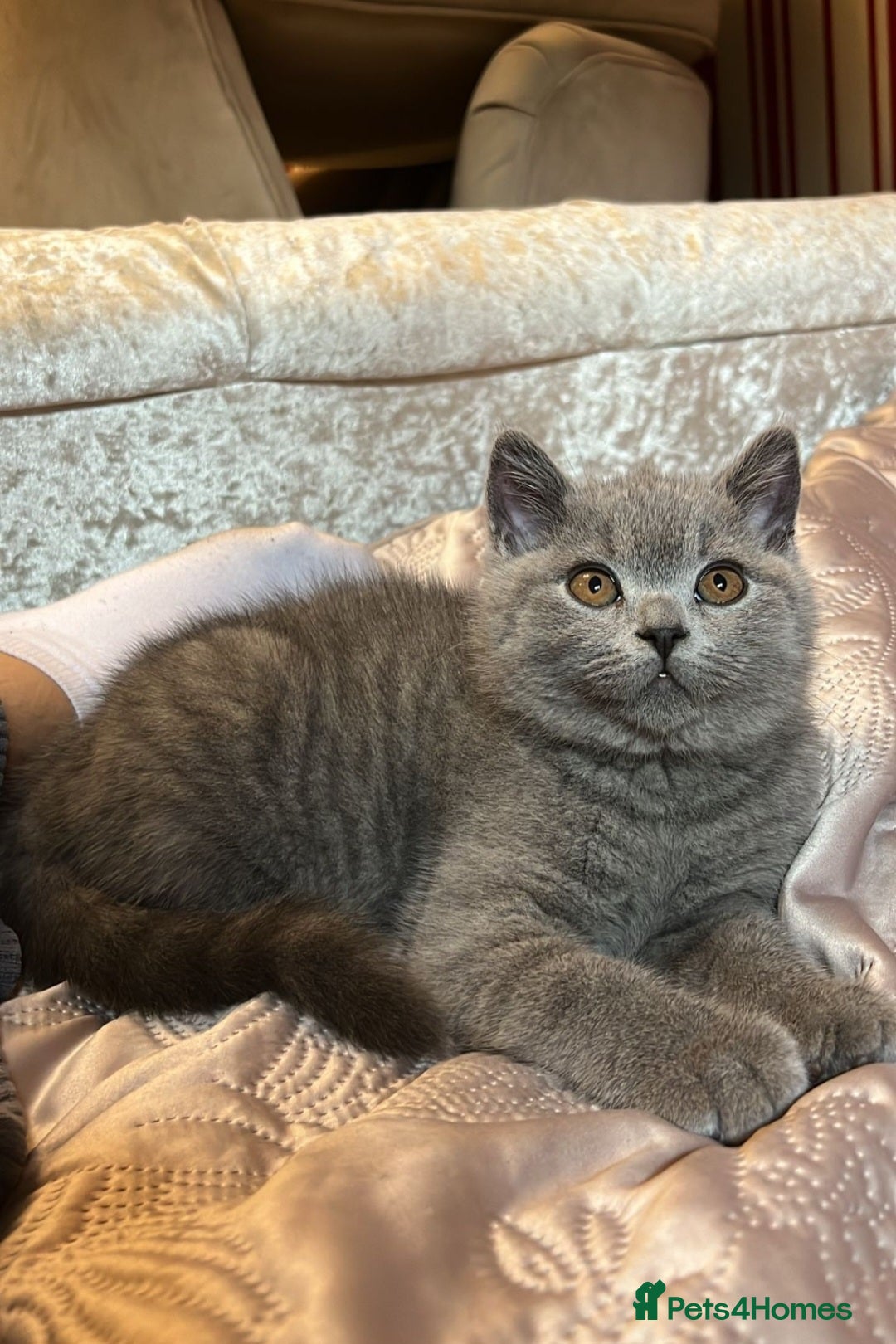 British Shorthair cats for sale: GORGEOUS BSH Kittens - Image 12