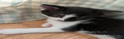 Mixed Breed cats for sale: 2 sweet loveing kitten  - Advert 3