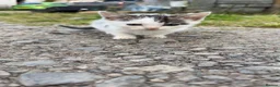 Mixed Breed cats for sale: 2 Kittens  in Cumnock - Advert 3