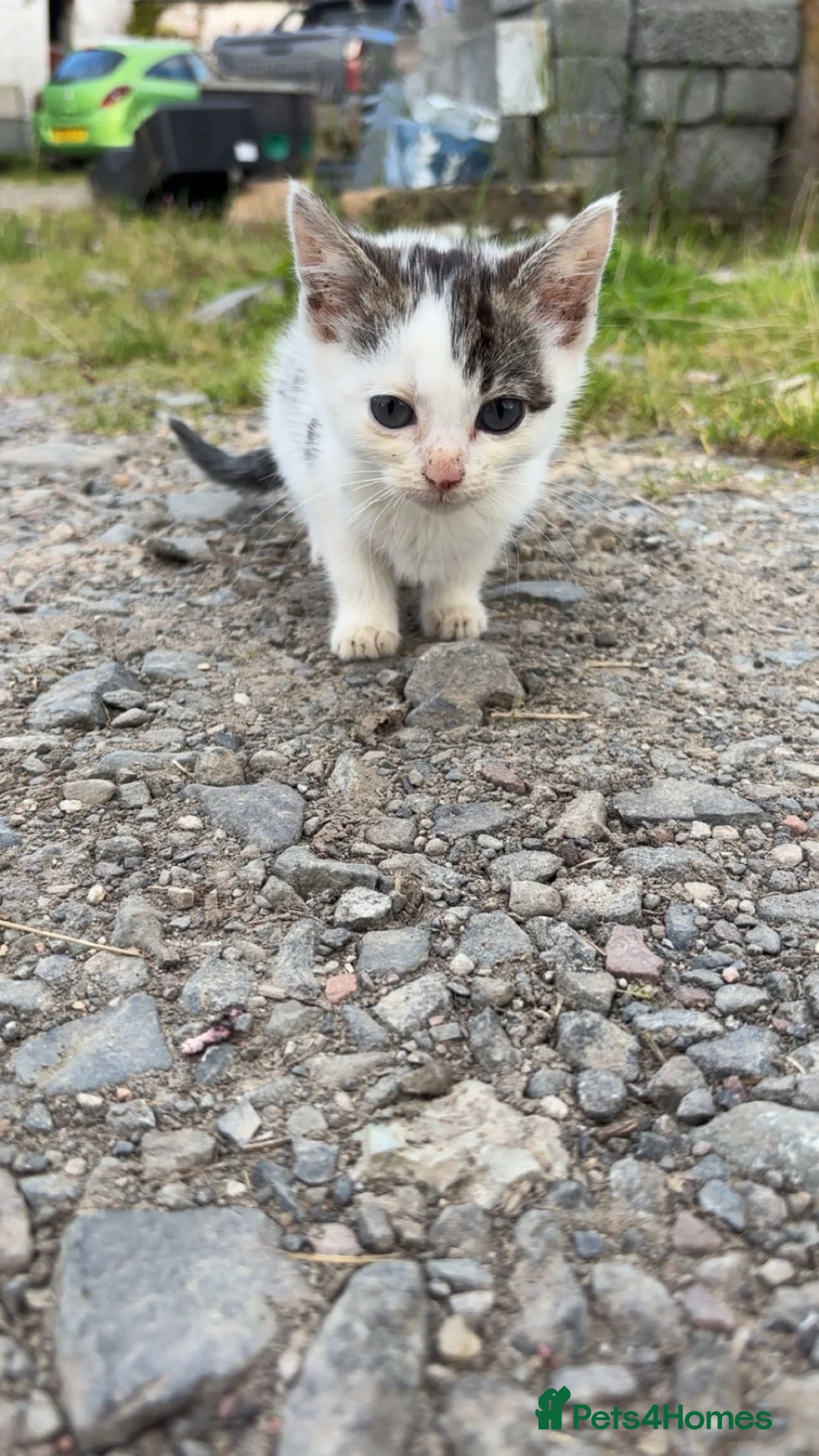 Mixed Breed cats for sale: 2 Kittens  in Cumnock - Advert 3