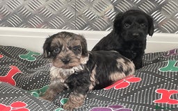 Cockapoo dogs for sale: F1 Cockapoos for sale  - Image 31