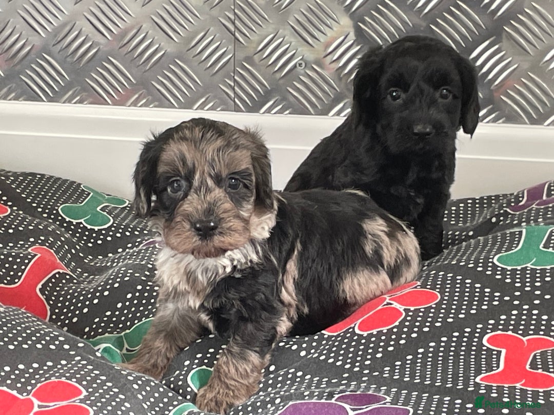Cockapoo dogs for sale: F1 Cockapoos for sale  - Image 31