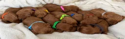 Cockapoo dogs for sale: Health Clear Cockapoo Puppies in Sunderland - Advert 3