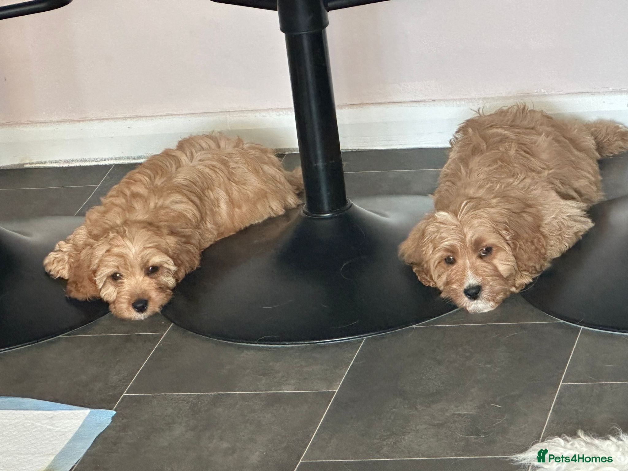 Cavapoo dogs Our girl lady  - Advert 15