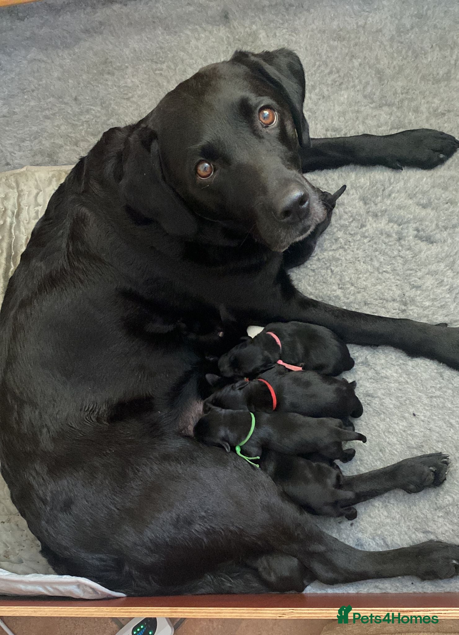 Labrador Retriever dogs KC Black Working Labrador Puppies ready for homes - Advert 2