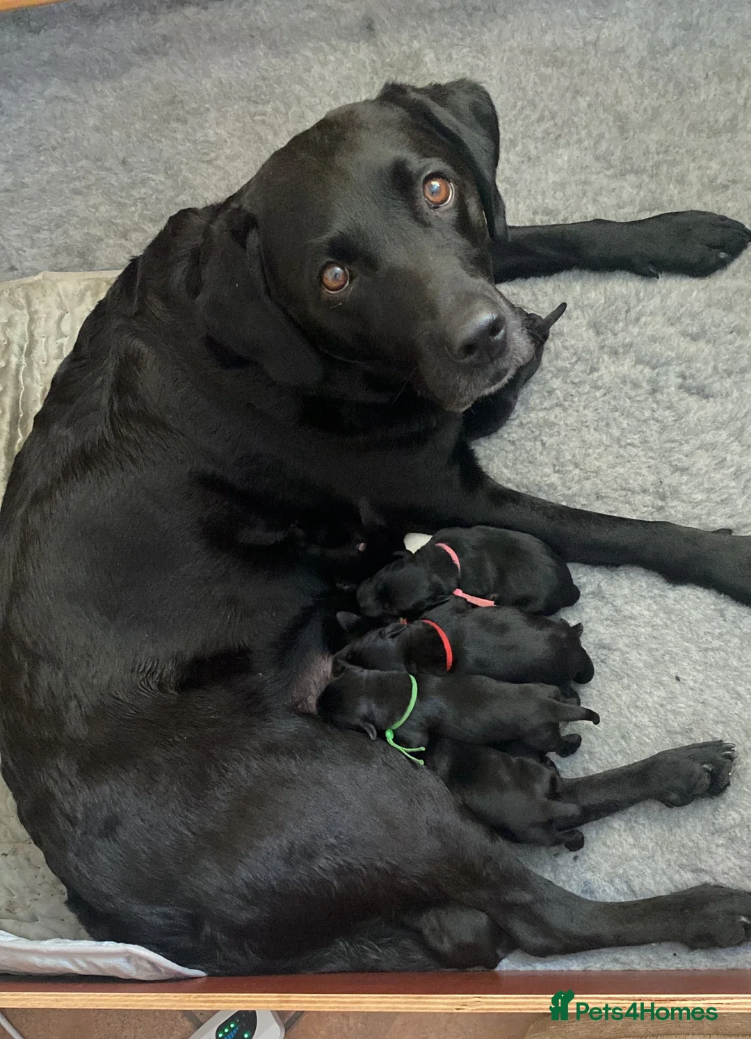 Labrador Retriever dogs for sale: KC Black Working Labrador Puppies ready for homes in Alresford - Advert 2