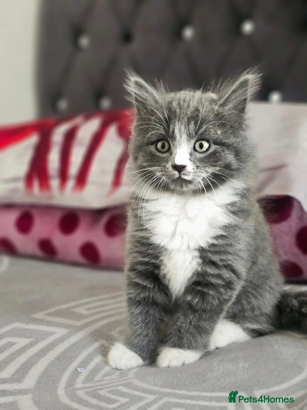 British Shorthair cats for sale: British shorthair - Advert 7