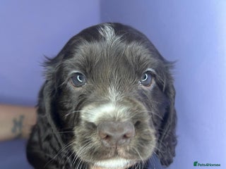 Cocker Spaniel dogs Stunning cocker spaniel puppies for sale - Advert 2