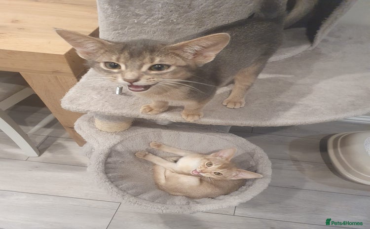 Abyssinian cats Fawn silver girl, blue boy - Advert 16