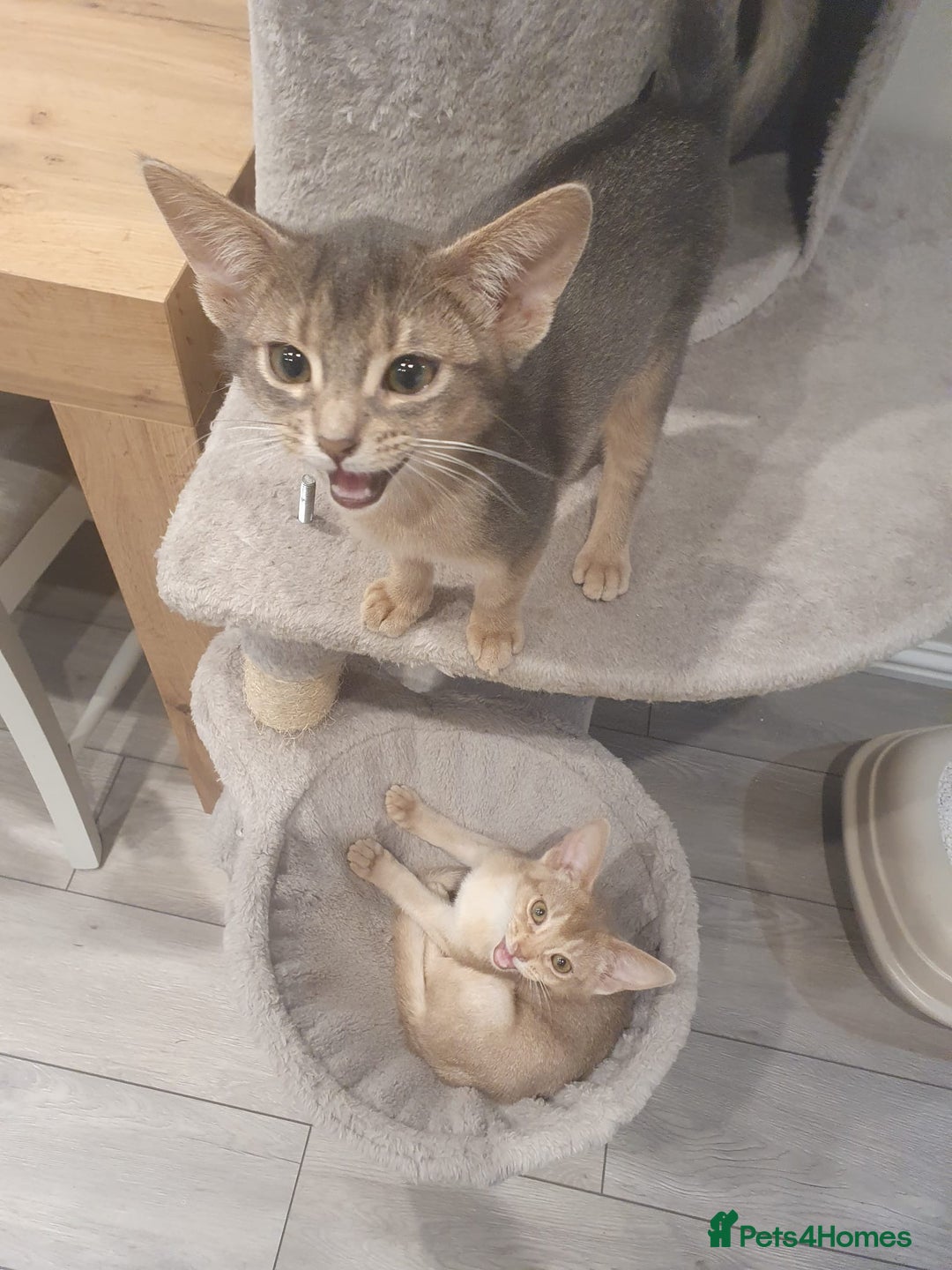Abyssinian cats for sale: Fawn silver girl, blue boy - Advert 1