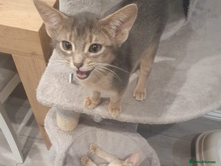 Abyssinian cats Fawn silver girl, blue boy - Advert 4