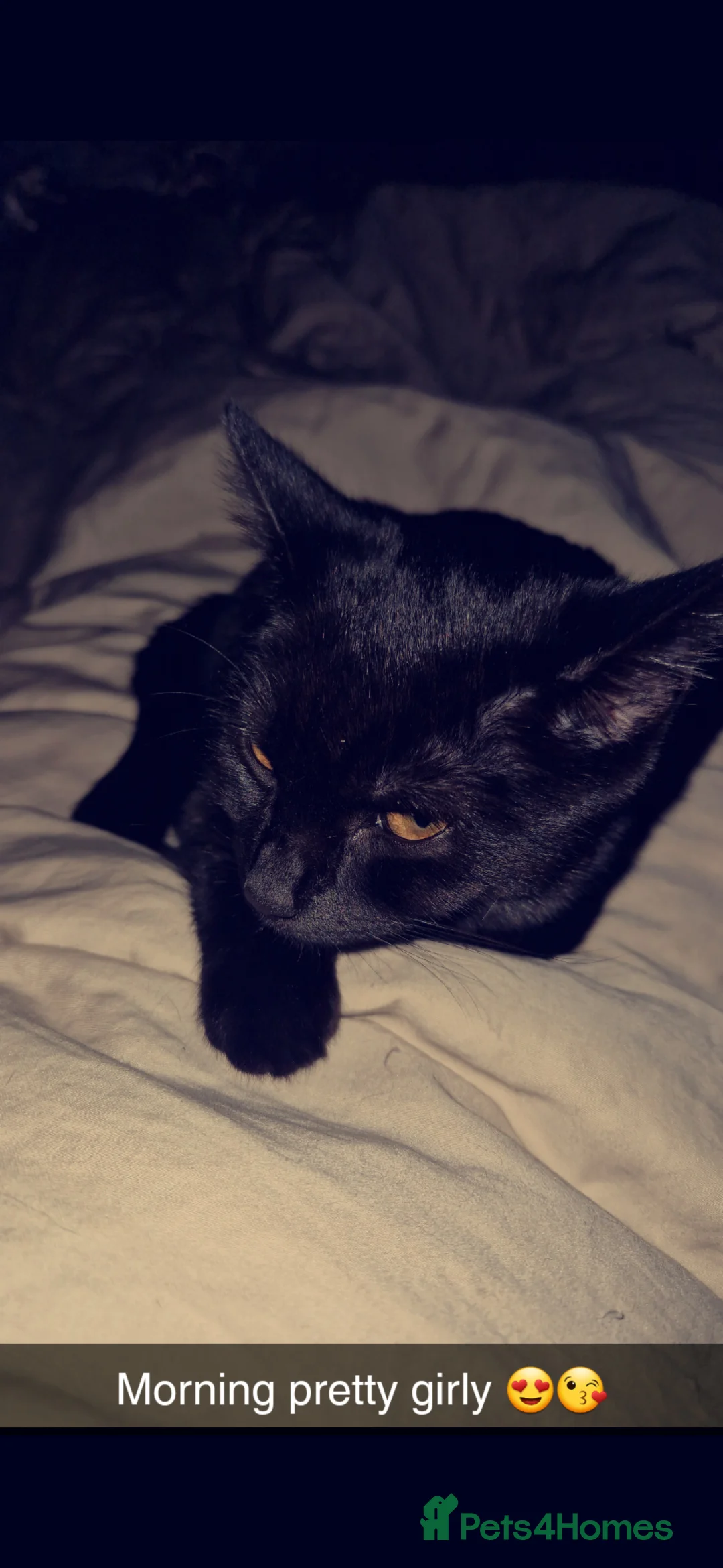 Mixed Breed cats for sale: Black bengal mix female - Advert 2