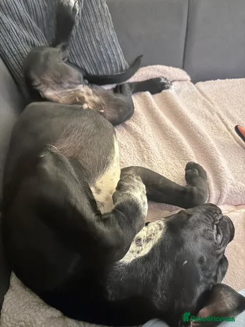 Cane Corso dogs Female cane corso nearly 2 - Advert 7