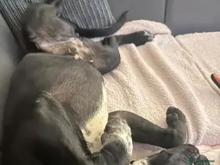 Cane Corso dogs Female cane corso nearly 2 - Advert 7