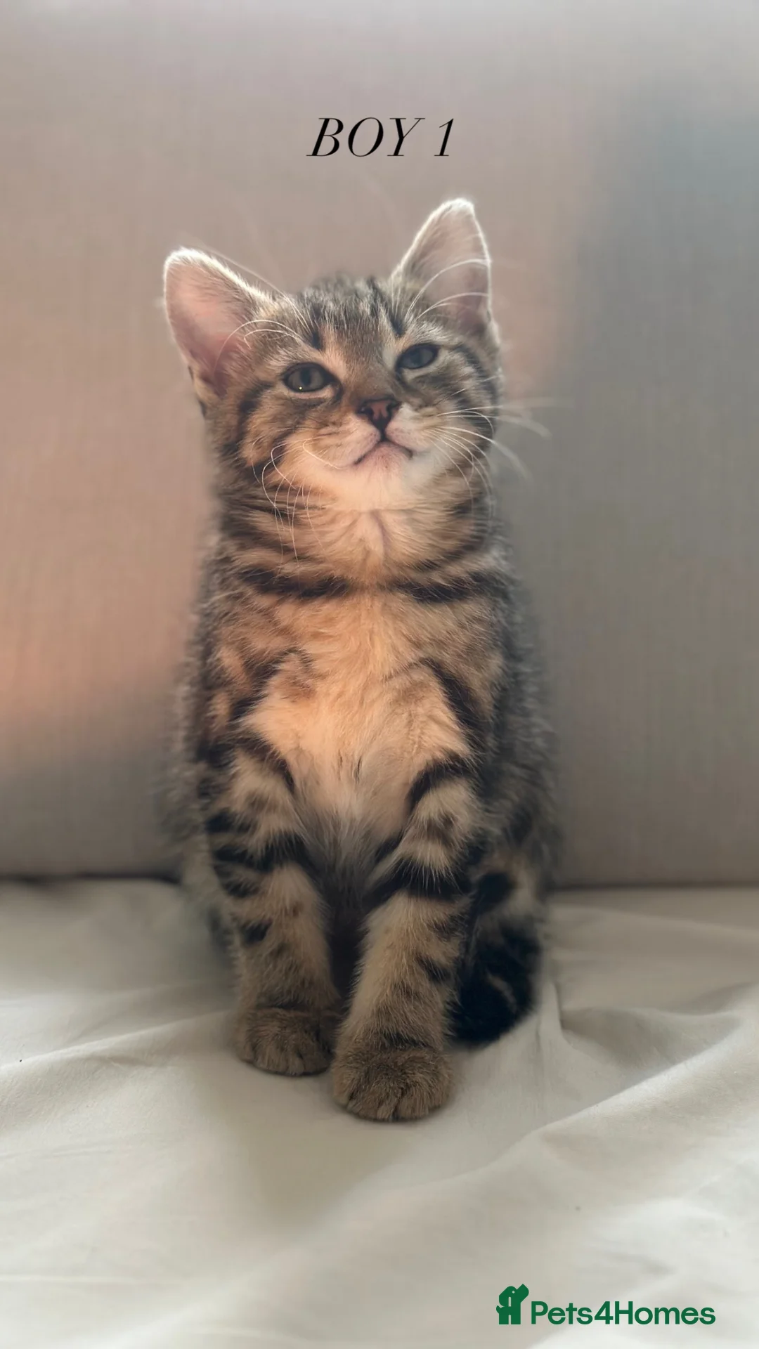 Mixed Breed cats for sale: Mixed Breed Kittens - 2 Female, 2 Male in Sheffield - Advert 2