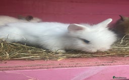 Lionhead rabbits for sale: One male left. Blue eyes. Orange and white - Image 17
