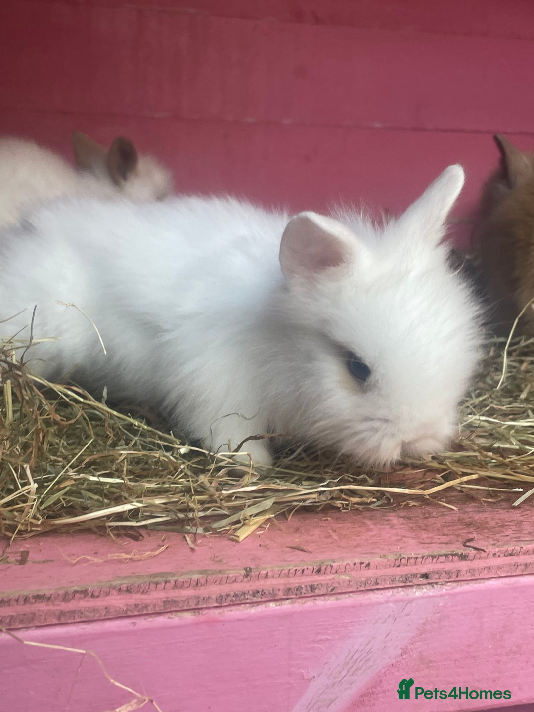 Lionhead rabbits for sale: One male left. Blue eyes. Orange and white - Image 17