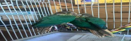 Conures birds for sale: Conure Babies (4 Available 1 Sold) in Greenford - Advert 1