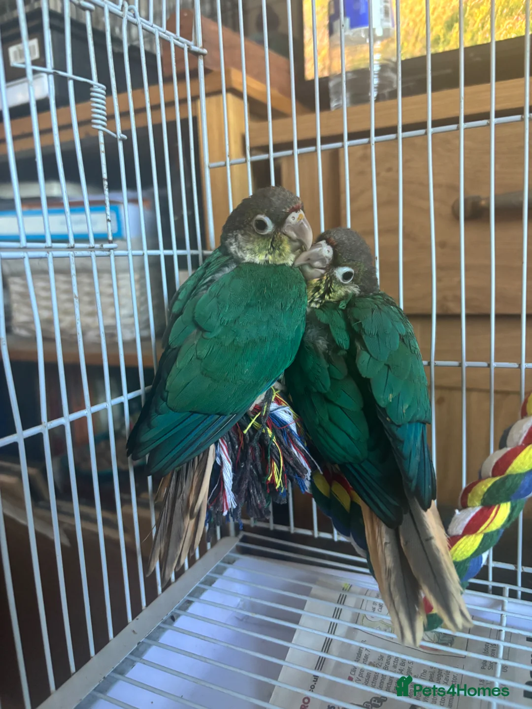 Conures birds for sale: Conure Babies (4 Available 1 Sold) in Greenford - Advert 1