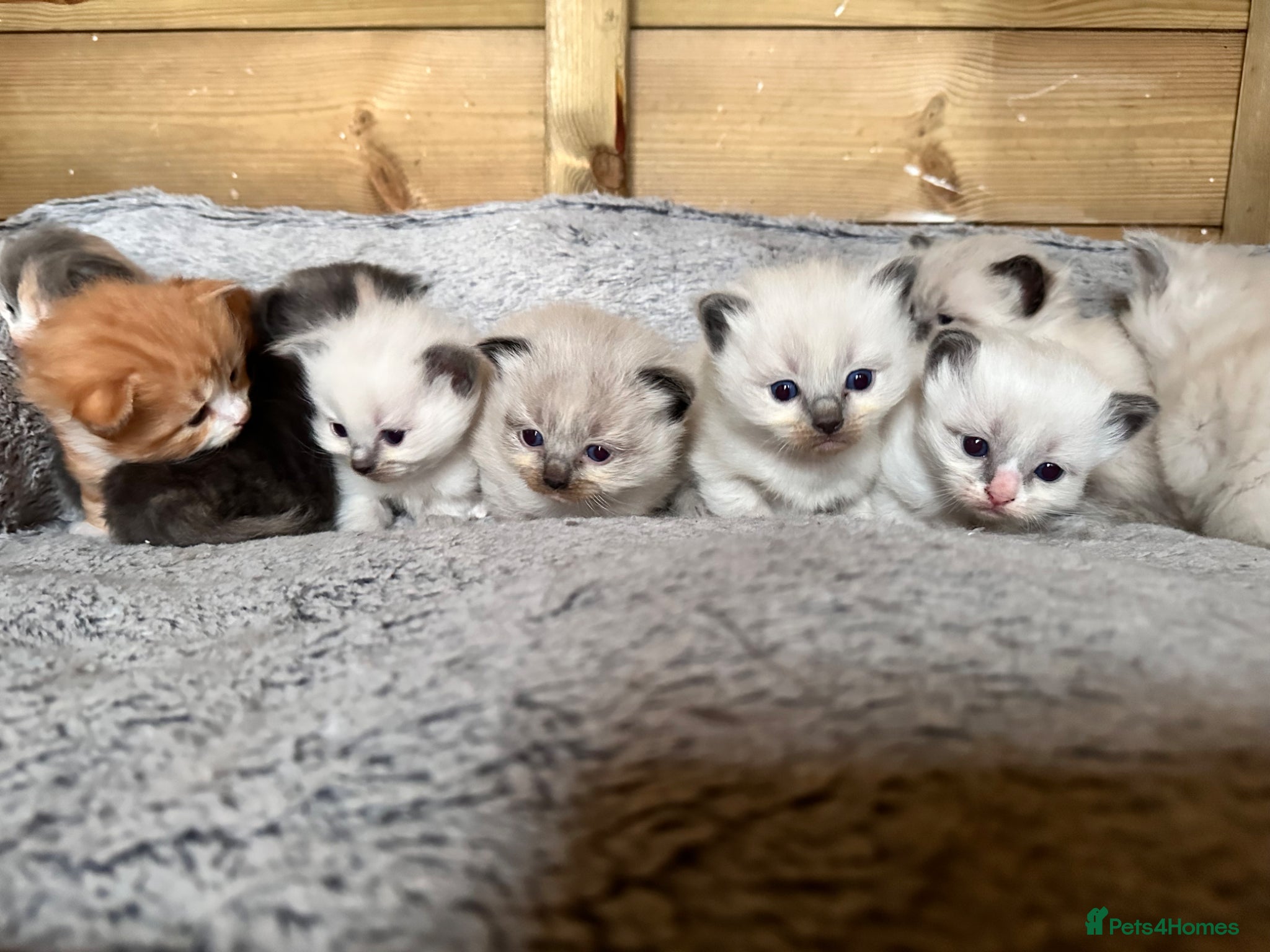 Ragdoll cats Gorgeous Ragdoll & British shorthair kittens  - Advert 1