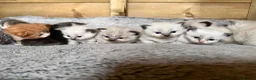 Ragdoll cats for sale: Gorgeous Ragdoll & British shorthair kittens  - Advert 1