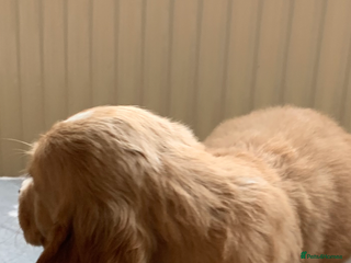 Cocker Spaniel dogs Cocker spaniel pups - Advert 16