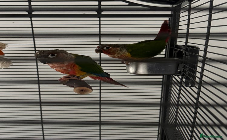 Conures birds - Advert 2