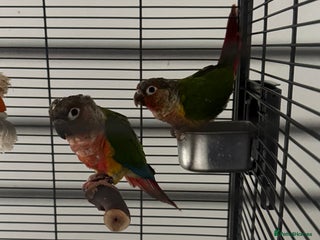 Conures birds - Advert 20