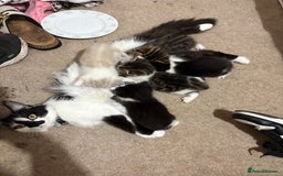 Mixed Breed cats for sale: Three female kittens  - Image 10