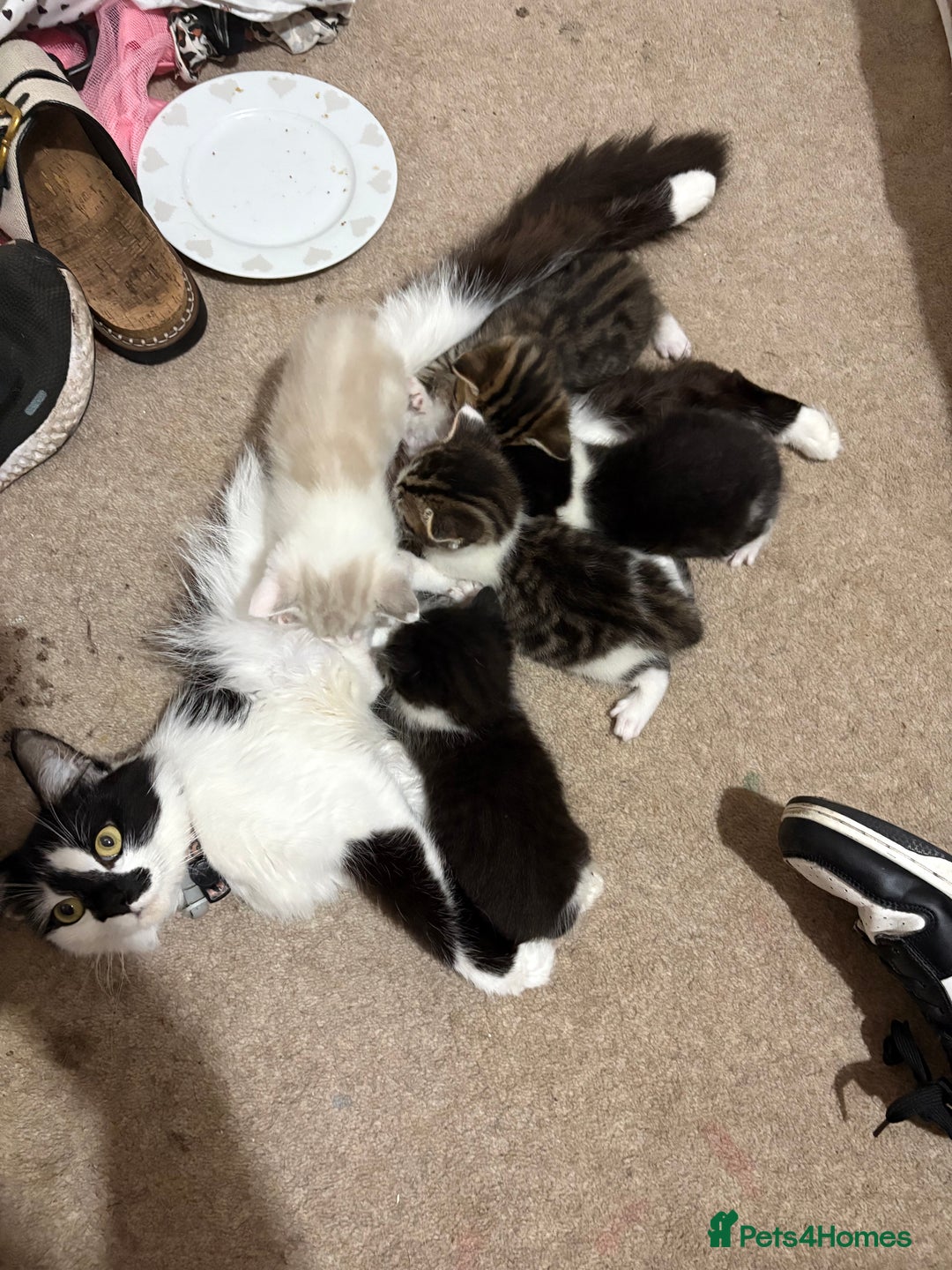 Mixed Breed cats for sale: Three female kittens  - Image 10