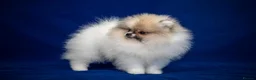 Pomeranian dogs for sale: Pom girl from 5⭐ licensed breeder - Advert 10