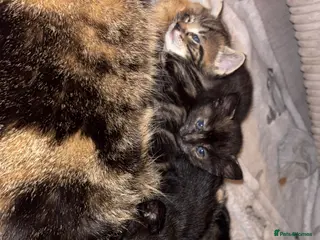 Mixed Breed cats Mixed breed kittens - Advert 7