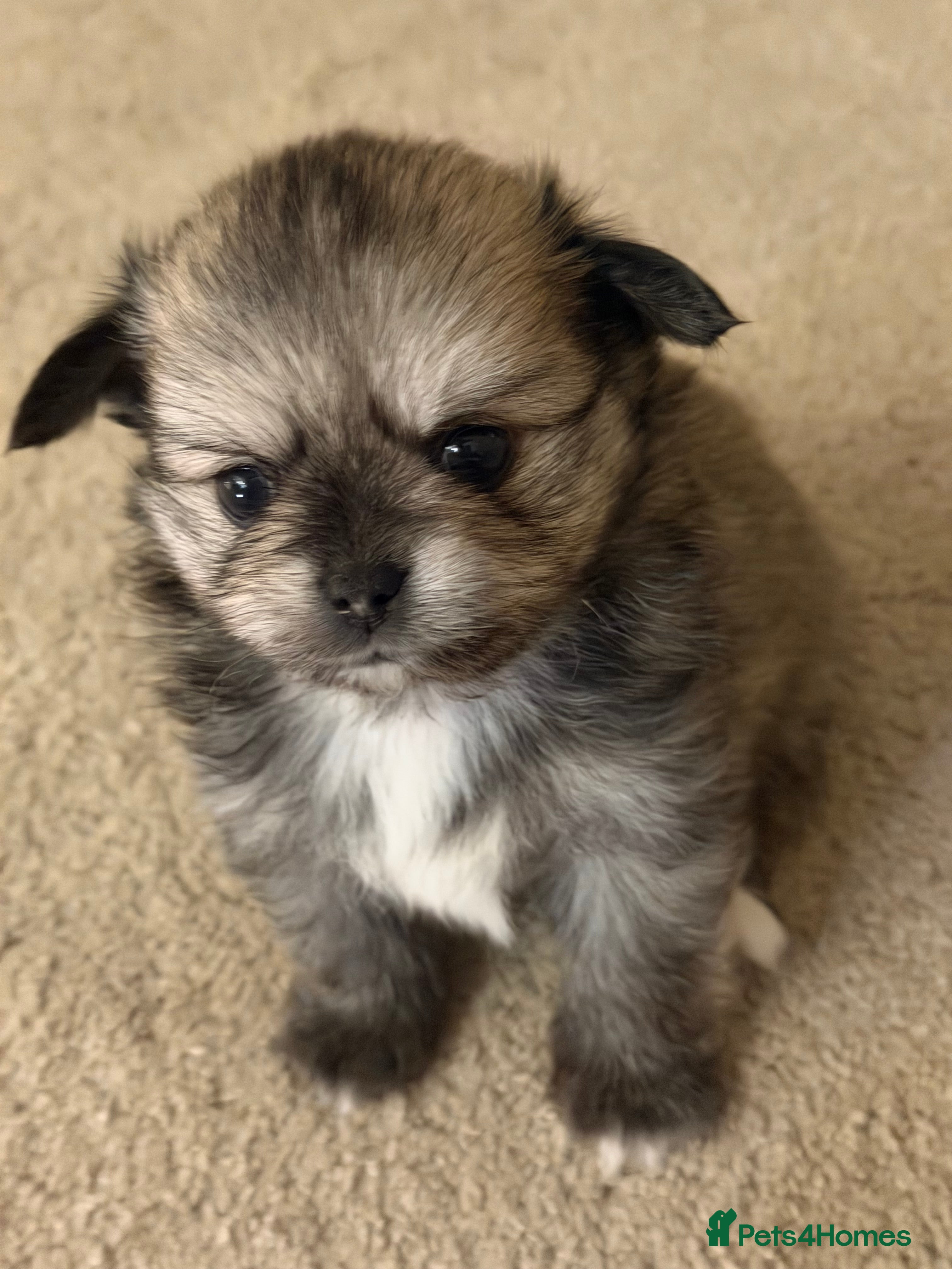 Pomchi dogs Stunning petite Pomchi puppies - Advert 4