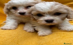 Cavapoochon dogs for sale: ⭐️1 CAVAPOOCHON in Cheshire (KC DAD) ready now✅ - Image 25