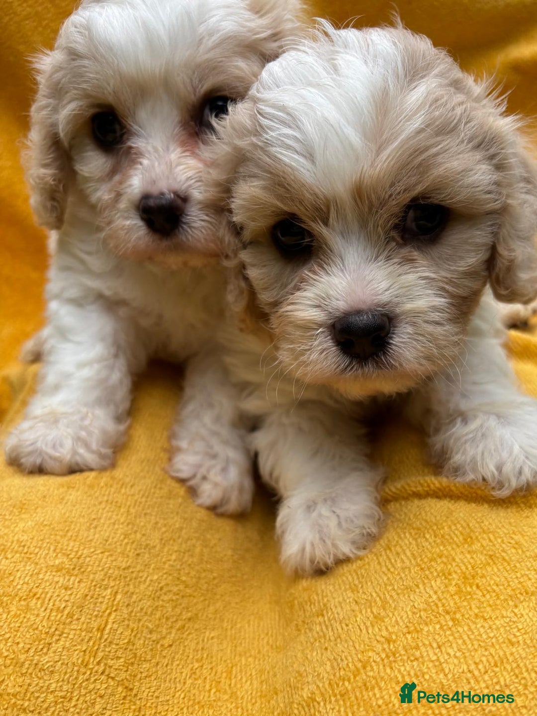 Cavapoochon dogs for sale: ⭐️1 CAVAPOOCHON in Cheshire (KC DAD) ready now✅ - Image 25