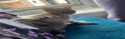 Domestic Shorthair cats for sale: Lovely tabby x kittens - Advert 8