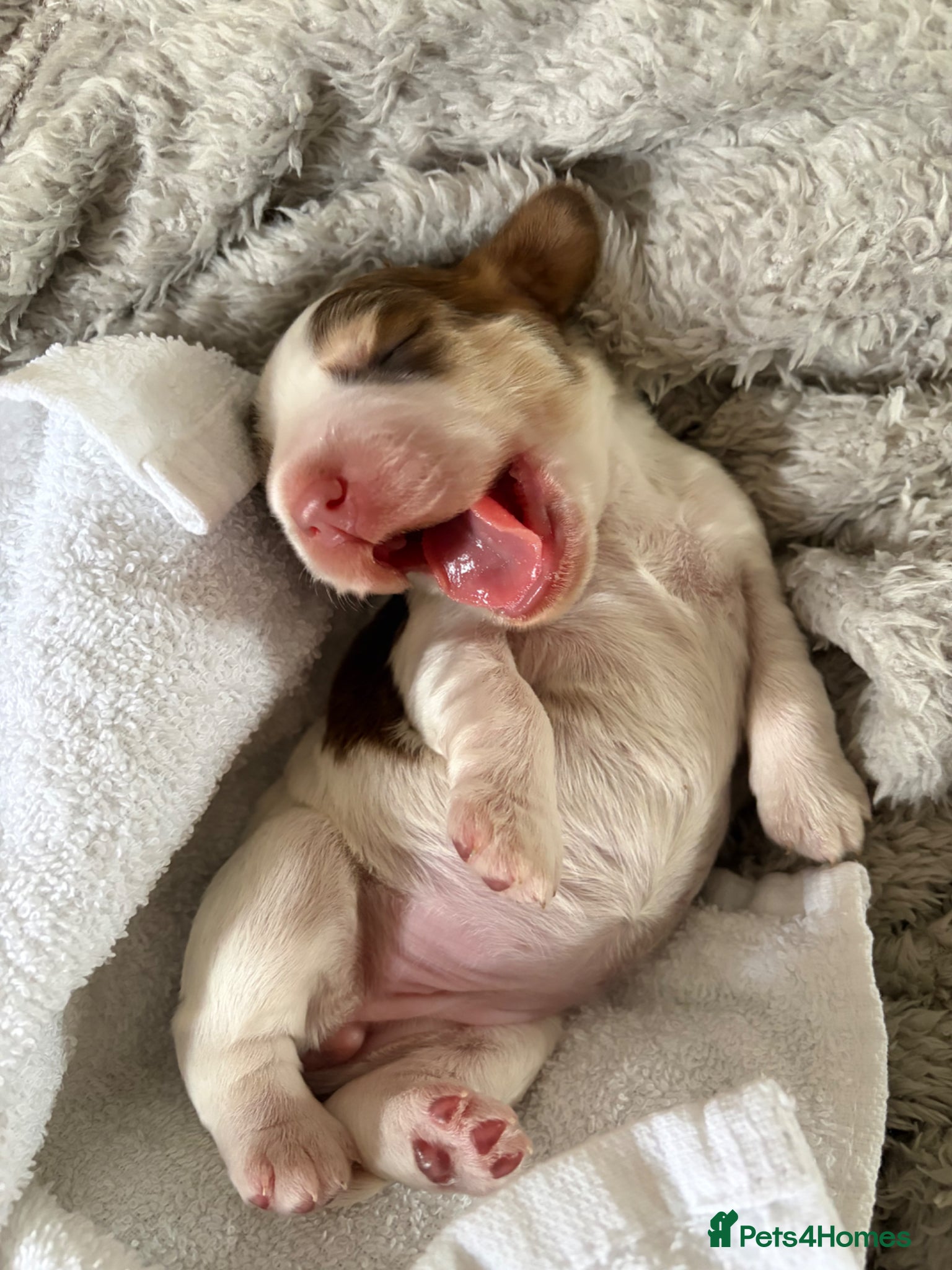 Cocker Spaniel dogs for sale: Lexies little litter  - Advert 8