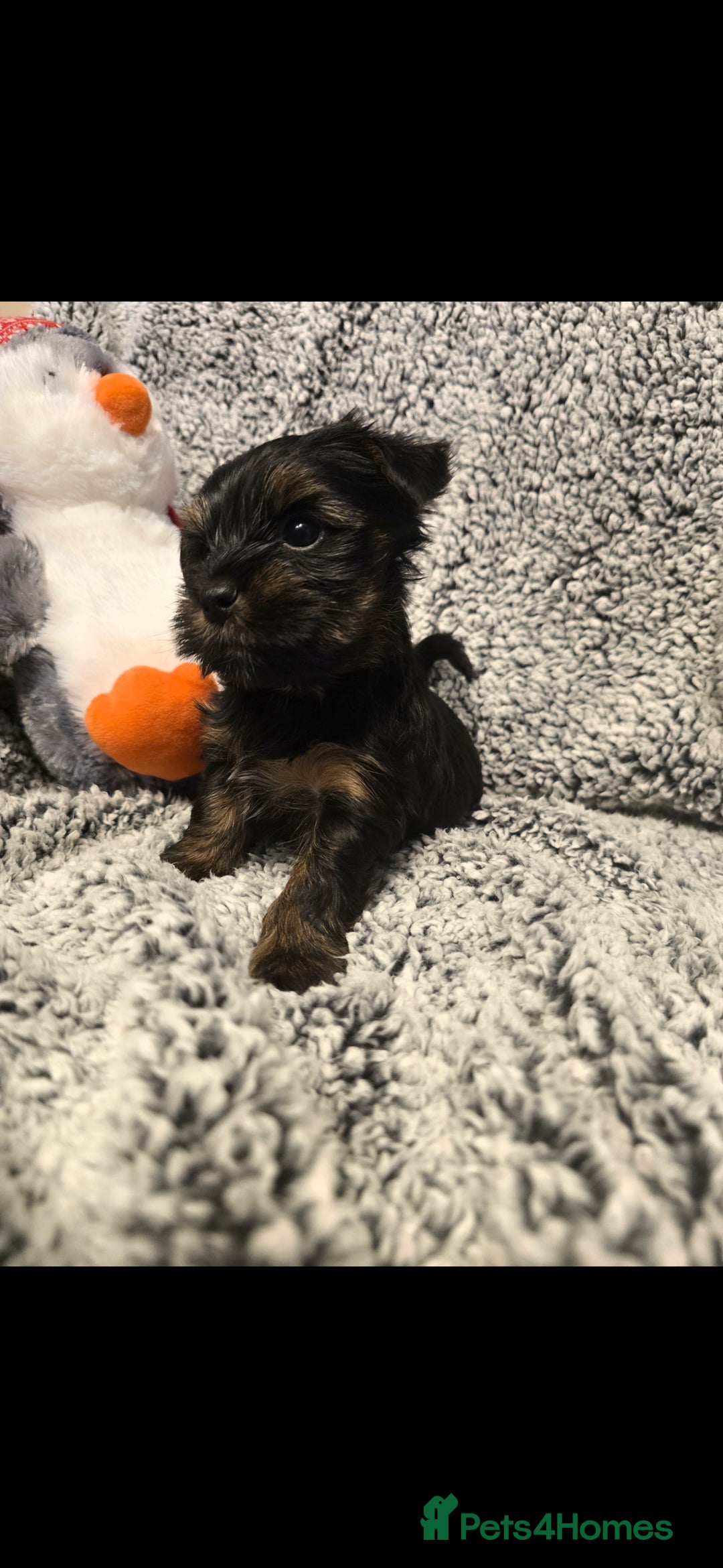 Yorkshire Terrier dogs for sale: Yorkshire terrier mini - Advert 2