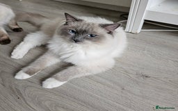 Ragdoll cats for sale: Ragdoll kittens😻🩵💜4 Girls and 1 Boy🙀 - Image 11