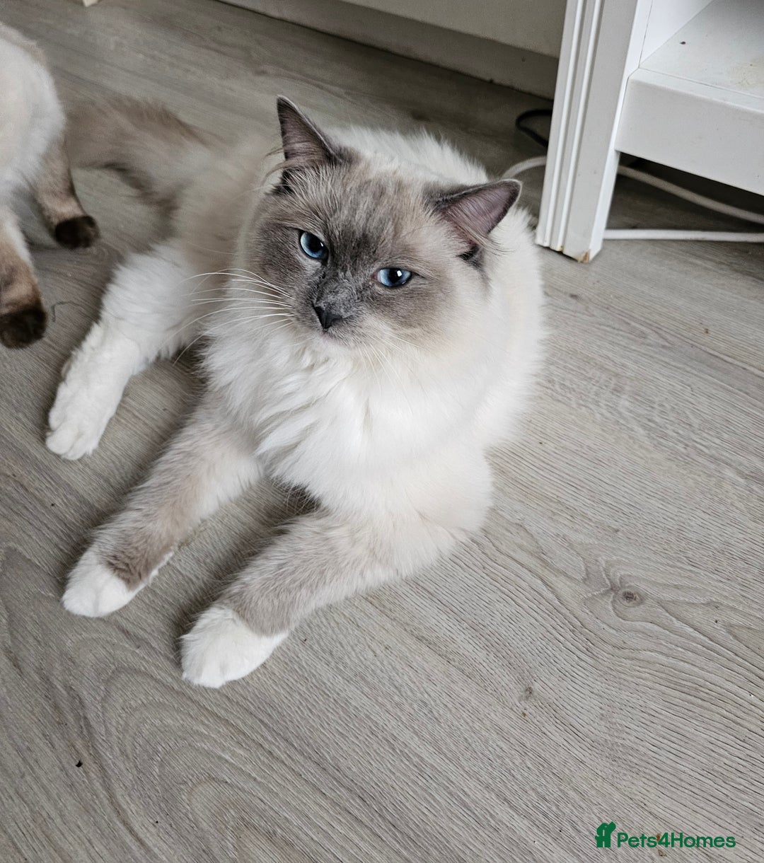 Ragdoll cats for sale: Ragdoll kittens😻🩵💜4 Girls and 1 Boy🙀 - Image 11