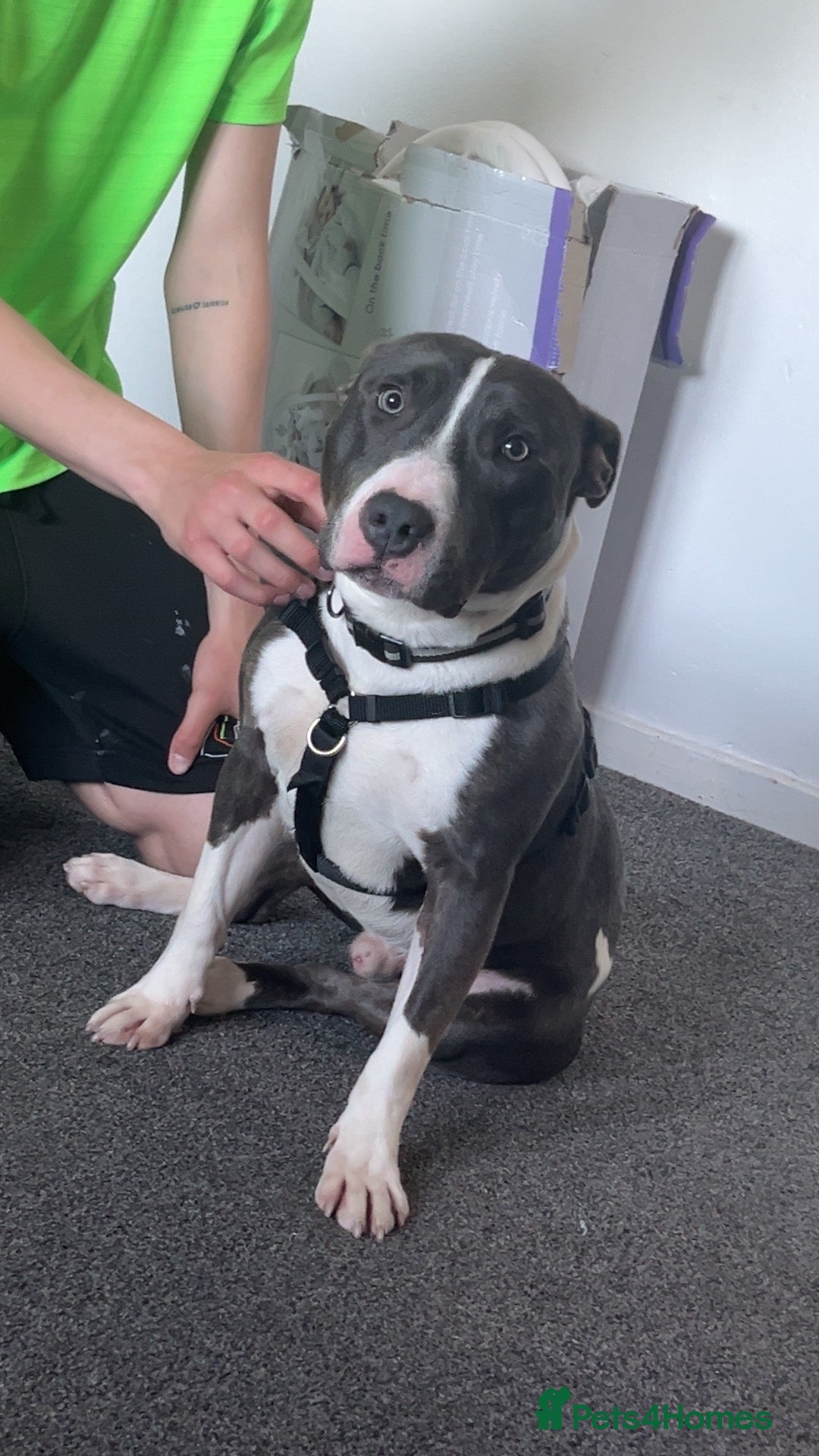 Mixed Breed dogs Rocky - Advert 2