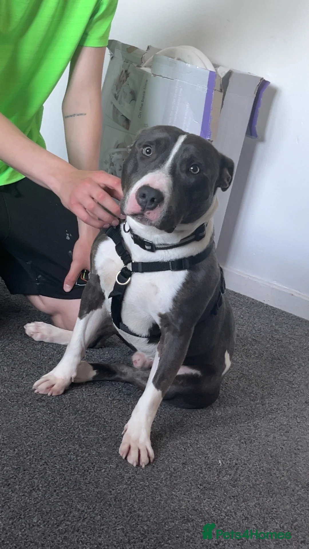 Mixed Breed dogs for sale: Rocky in Perth - Advert 1
