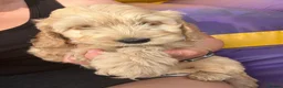 Cockapoo dogs for sale: One girl and one boy left, Ready  - Advert 11