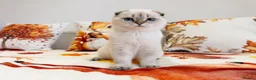 Scottish Fold cats for sale: 🐾 Stunning Scottish Fold Girl  🐾 - Advert 12