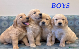 Golden Retriever dogs for sale: Golden Retriever Puppies For Reservation - Image 8