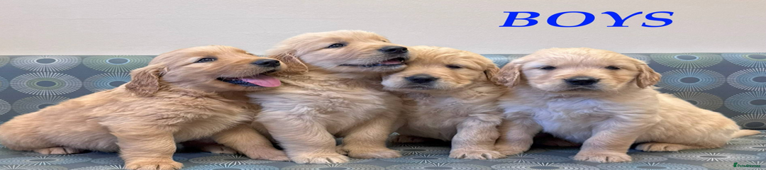 Golden Retriever Puppy 1