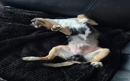 Chihuahua dogs for sale: LAST ONE Chihuahuas for sale BOY  - Image 8